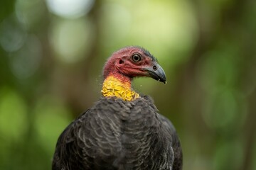 close up of a bush turkey in queensland Australia