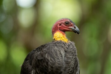 close up of a bush turkey in queensland Australia