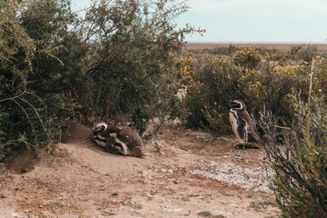 Pinguinos fuera de temporada