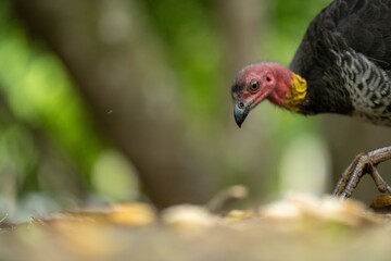 close up of a bush turkey in queensland Australia
