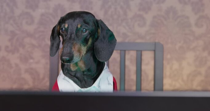 Smart cute concentrated dog a black dachshund dog in a stylish shirt and a red sweater is working on project online, using computer laptop, reading the text carefully. Freelancer work from home