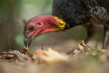 close up of a bush turkey in queensland Australia