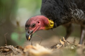 close up of a bush turkey in queensland Australia