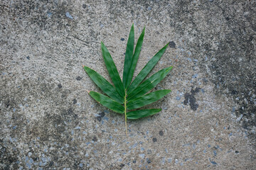 close up of a plant on the ground