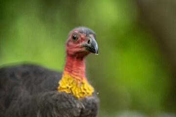 close up of a bush turkey in queensland Australia