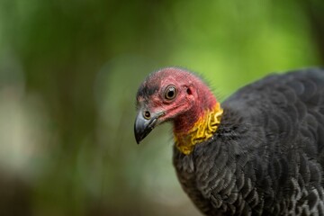 close up of a bush turkey in queensland Australia