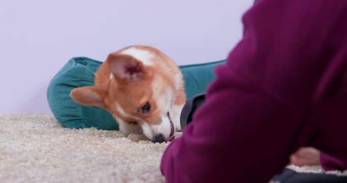 Woman in purple sweater takes photo of Corgi puppy with professional camera. Cute purebred pet with long ears lies in blue dog bed at home closeup