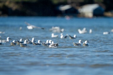 tasmanian coastal landscape and bird life 