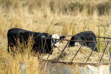 Stud beef cows and bulls grazing on green grass in Australia, breeds include speckle park, murray...