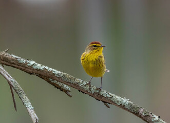Palm Warbler