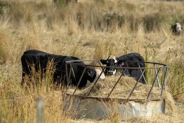 Stud beef cows and bulls grazing on green grass in Australia, breeds include speckle park, murray...