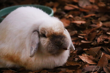 ふわふわの毛に覆われたホーランドロップ