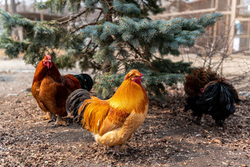 A beautiful rooster standing on the grass on a blurred green nature background. Rooster of the zodiac year. Year of the rooster.