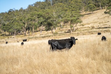 Close up of Stud speckle park Beef bulls, cows and calves grazing on grass in a field, in Australia. breeds of cattle include speckle park, murray grey, angus, brangus and wagyu on long pastures 