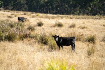 Close up of beef cows and calves grazing on grass in Australia, on a farming ranch. Cattle eating hay and silage. breeds include speckle park, Murray grey, angus, Brangus, hereford, wagyu, dairy cows.