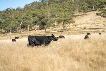 Naklejka na ściany i meble Close up of Stud speckle park Beef bulls, cows and calves grazing on grass in a field, in Australia. breeds of cattle include speckle park, murray grey, angus, brangus and wagyu on long pastures 