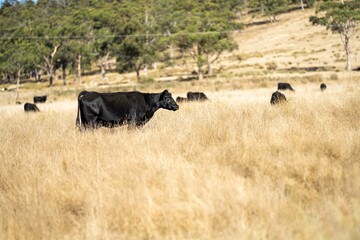 Close up of beef cows and calves grazing on grass in Australia, on a farming ranch. Cattle eating hay and silage. breeds include speckle park, Murray grey, angus, Brangus, hereford, wagyu, dairy cows.