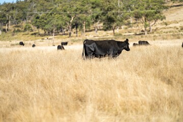 Close up of Stud speckle park Beef bulls, cows and calves grazing on grass in a field, in Australia. breeds of cattle include speckle park, murray grey, angus, brangus and wagyu on long pastures 