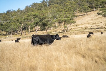 Naklejka na ściany i meble Close up of beef cows and calves grazing on grass in Australia, on a farming ranch. Cattle eating hay and silage. breeds include speckle park, Murray grey, angus, Brangus, hereford, wagyu, dairy cows.