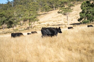 Close up of beef cows and calves grazing on grass in Australia, on a farming ranch. Cattle eating...