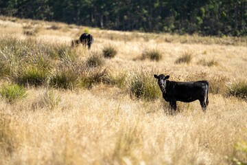Close up of Stud speckle park Beef bulls, cows and calves grazing on grass in a field, in Australia. breeds of cattle include speckle park, murray grey, angus, brangus and wagyu on long pastures 