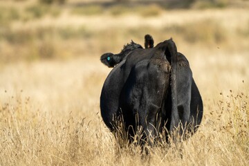 Close up of Stud Beef bulls, cows and calves grazing on grass in a field, in Australia. breeds of cattle include speckle park, murray grey, angus, brangus and wagyu eating grain and wheat.