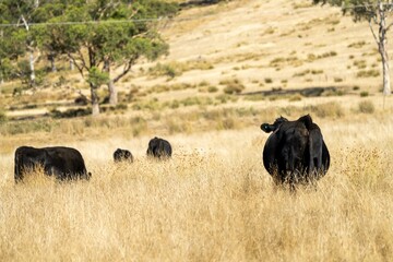 Close up of beef cows and calves grazing on grass in Australia, on a farming ranch. Cattle eating hay and silage. breeds include speckle park, Murray grey, angus, Brangus, hereford, wagyu, dairy cows.