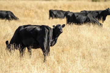 Close up of beef cows and calves grazing on grass in Australia, on a farming ranch. Cattle eating...