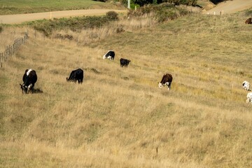 Close up of beef cows and calves grazing on grass in Australia, on a farming ranch. Cattle eating hay and silage. breeds include speckle park, Murray grey, angus, Brangus, hereford, wagyu, dairy cows.