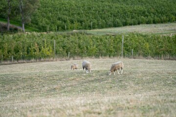 Obraz na płótnie Canvas Merino sheep, grazing and eating grass in New zealand and Australia