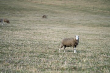 Merino sheep, grazing and eating grass in New zealand and Australia