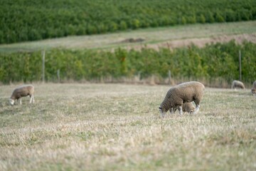 Merino sheep, grazing and eating grass in New zealand and Australia