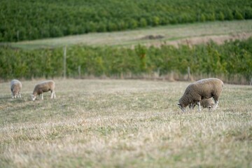 Merino sheep, grazing and eating grass in New zealand and Australia