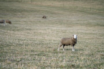 Merino sheep, grazing and eating grass in New zealand and Australia