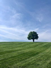 Fototapeta na wymiar tree on a hill