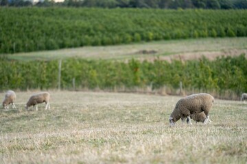 Merino sheep, grazing and eating grass in New zealand and Australia