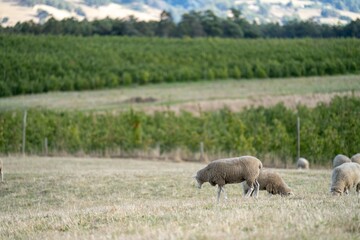 Naklejka na ściany i meble Merino sheep, grazing and eating grass in New zealand and Australia