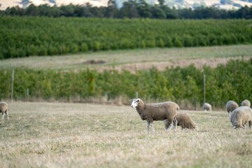 Merino sheep, grazing and eating grass in New zealand and Australia