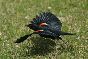 Male Red Winged Blackbirds flying and fighting over food on feeder