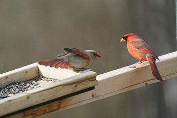 Mated pair of Cardinals on feeder flapping and arguing for food on overcast spring day - obrazy, fototapety, plakaty