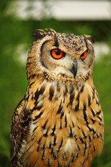 姿勢が良いベンガルワシミミズク