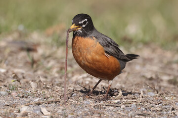 Robin pulling worm out of the ground early on a spring day