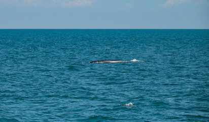 bruda whale swimming in the sea