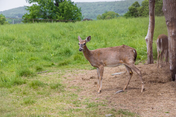 Naklejka na ściany i meble Roe deer walking on grass meadow in summer.