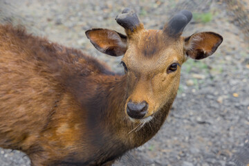 Fototapeta premium Portrait of deer or roe deer standing on ground.