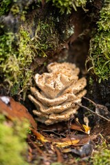 Fungi growing on a tree in tasmania Australia