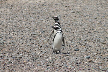 Fototapeta premium penguin on the rocks