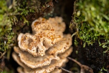 Fungi growing on a tree in tasmania Australia