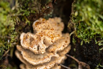 Fungi growing on a tree in tasmania Australia
