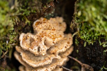 Fungi growing on a tree in tasmania Australia